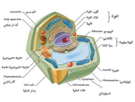 مكونات الخلية الحيوانية